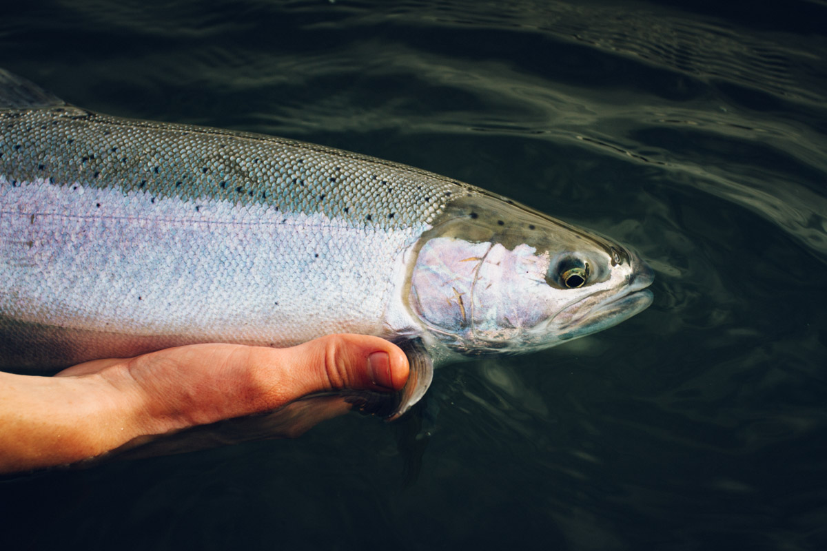 Fish Management | Steamboaters